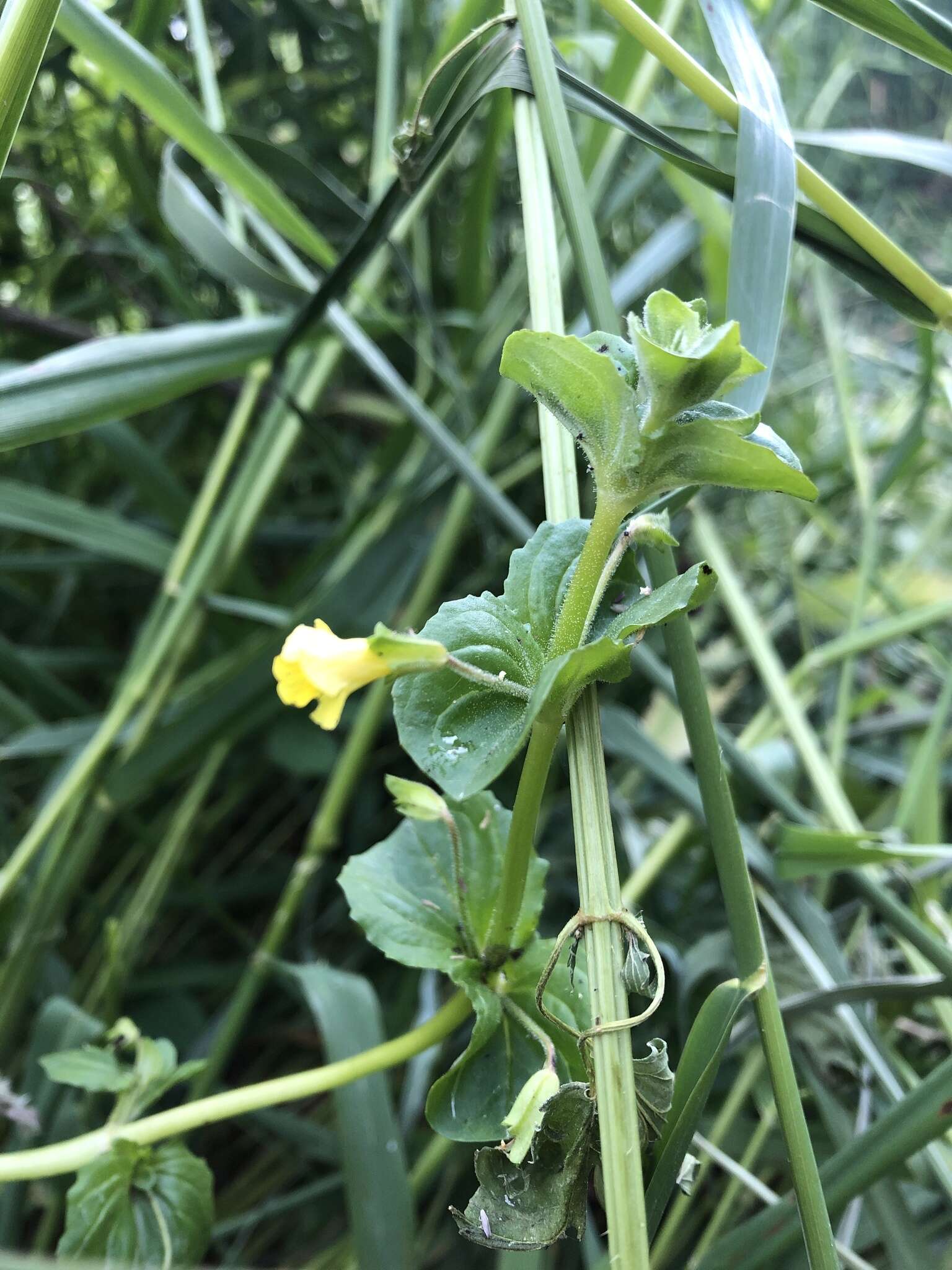 Image of James' monkeyflower