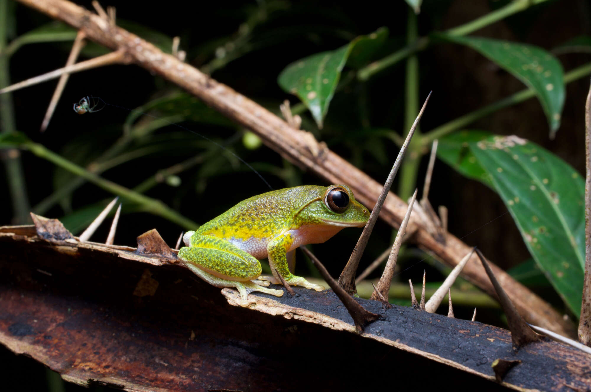 Imagem de Pseudophilautus stuarti (Meegaskumbura & Manamendra-Arachchi 2005)