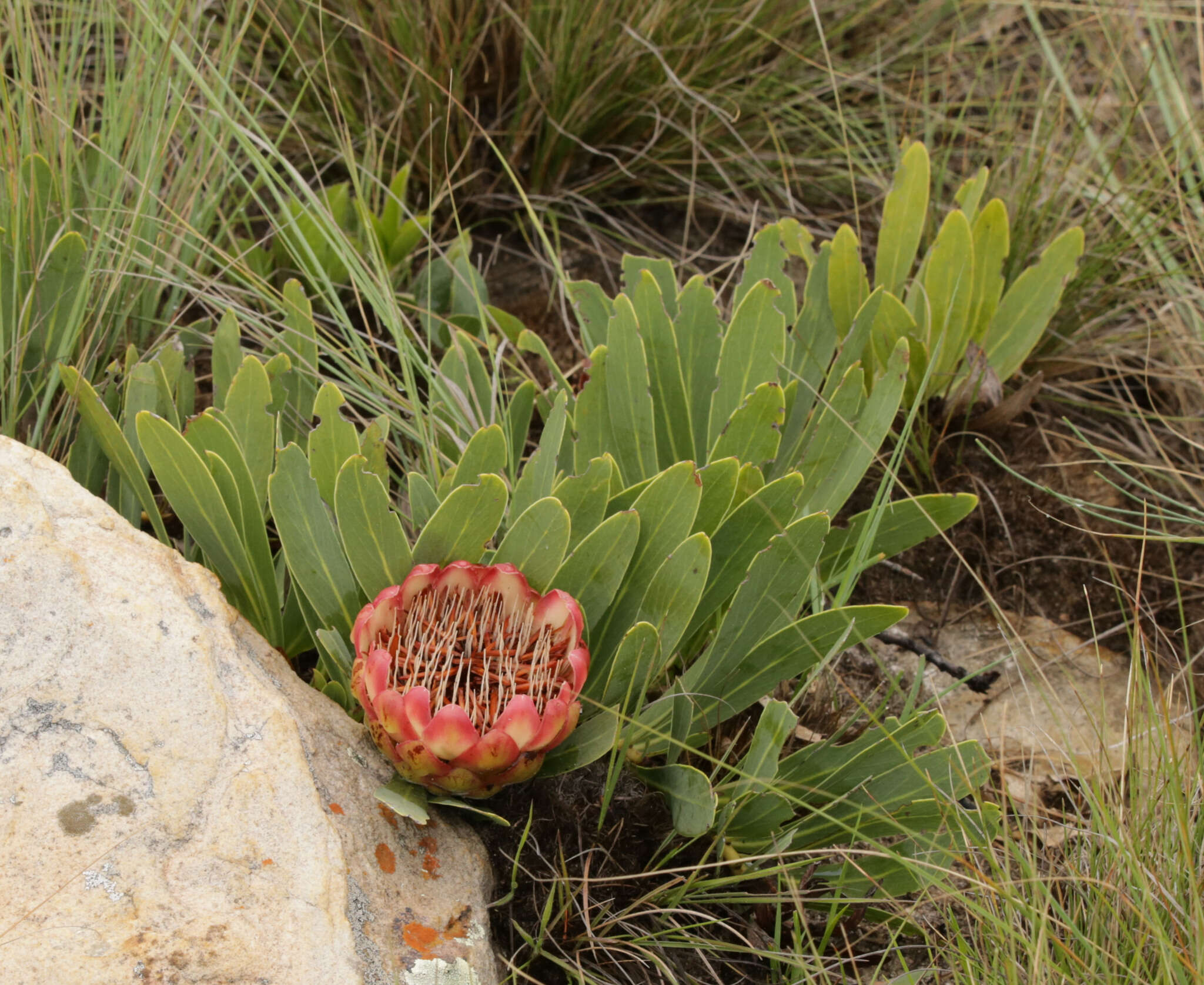 Image of Protea parvula Beard