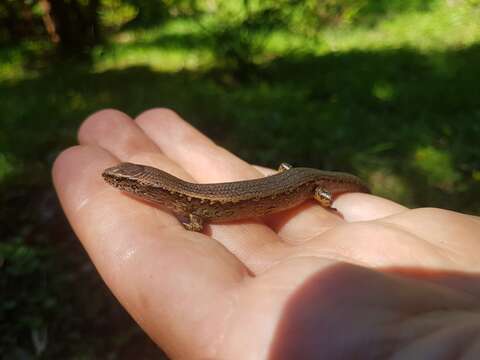 Image of Copper skink