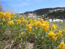 Image of prairie thermopsis