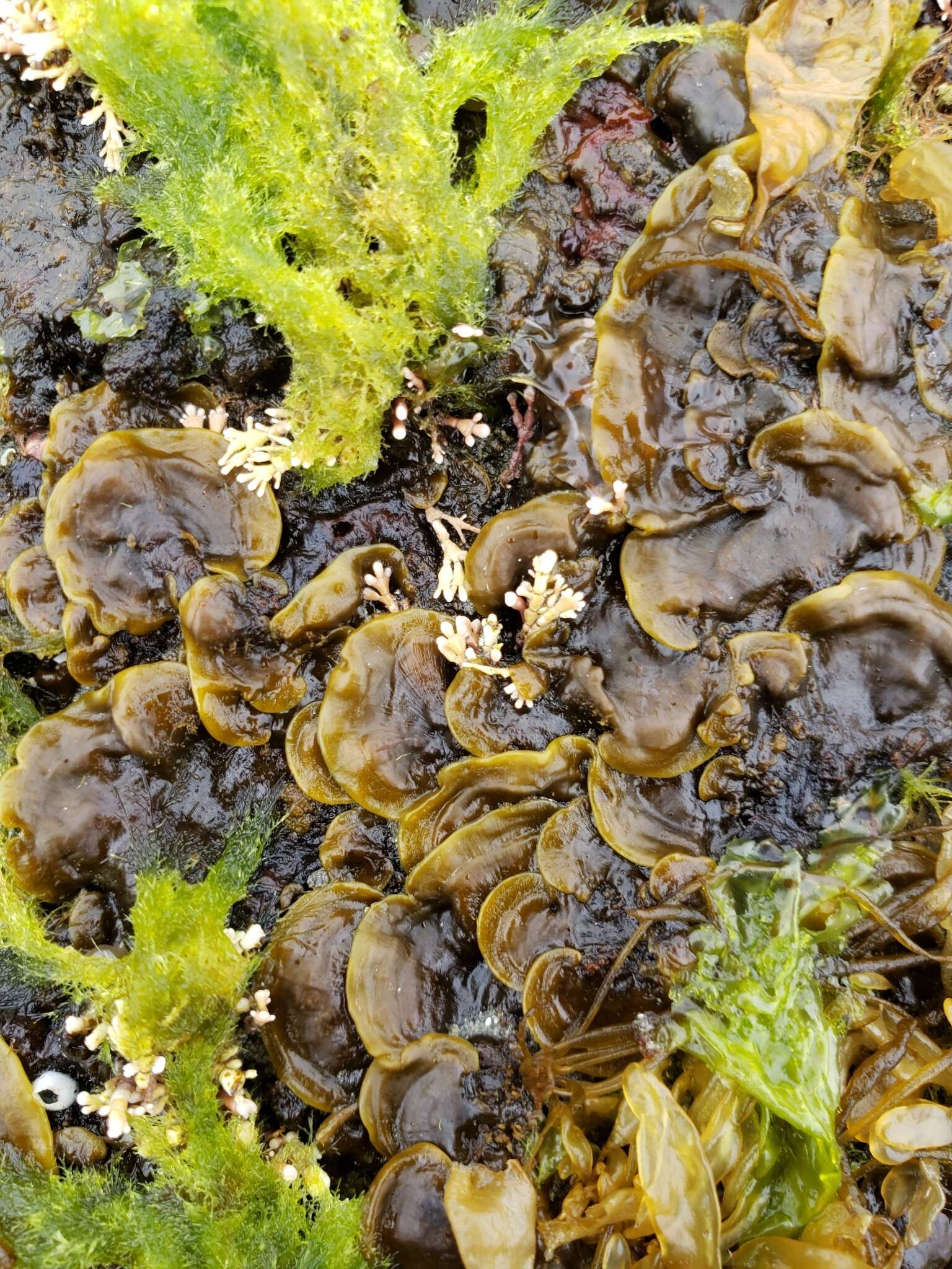 Image of Ralfsia fungiformis