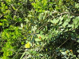 Image of Machilus obovatifolia (Hayata) Kaneh. & Sasaki