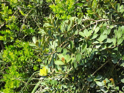 Plancia ëd Machilus obovatifolia (Hayata) Kaneh. & Sasaki