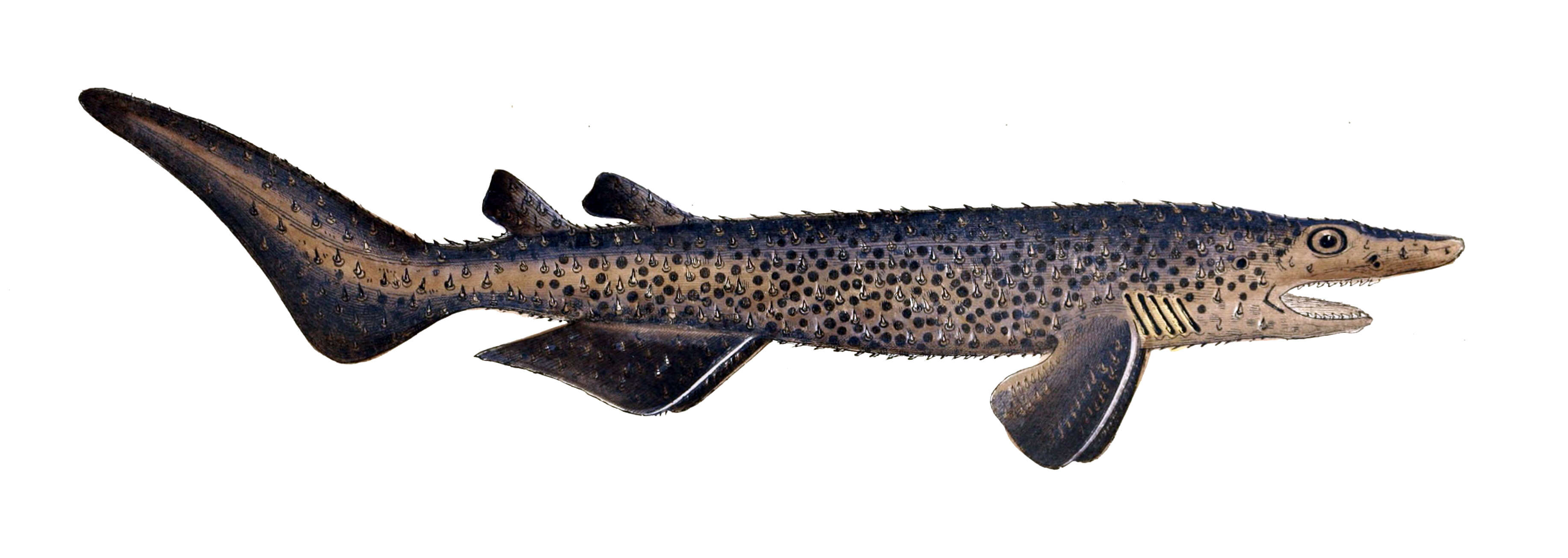 Image of Echinorhinus