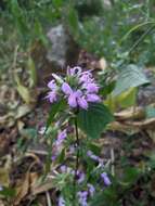 Image of Dicliptera bupleuroides Nees