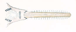 Image of common sawfish