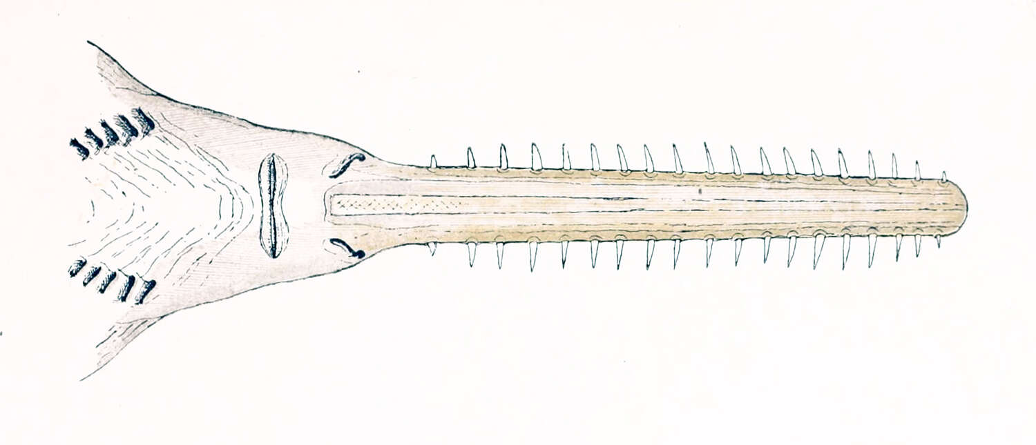 Image of common sawfish