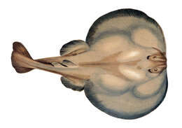 Image of electric ray