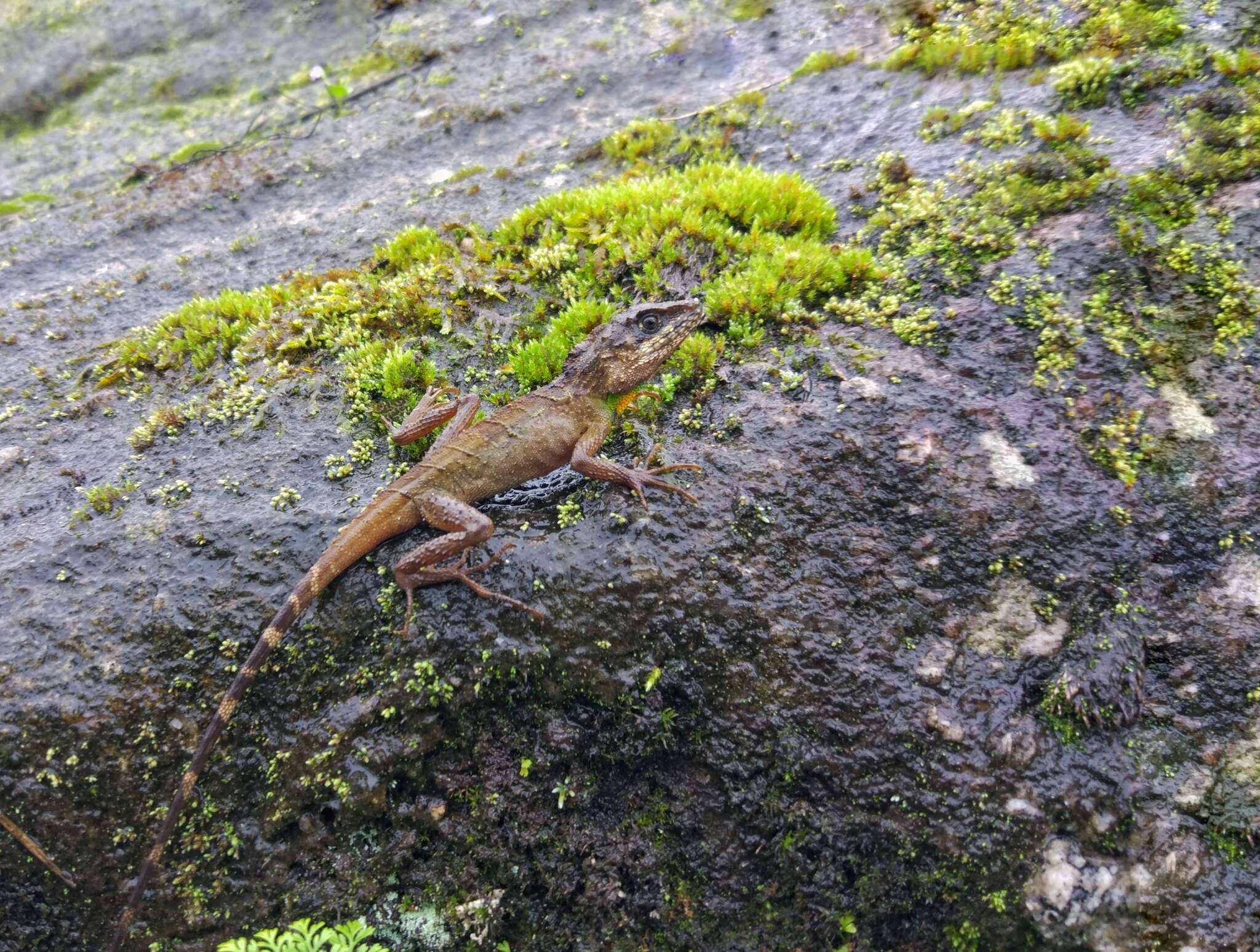 Image of Anderson's Mountain lizard