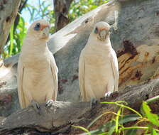 Image of Little Corella