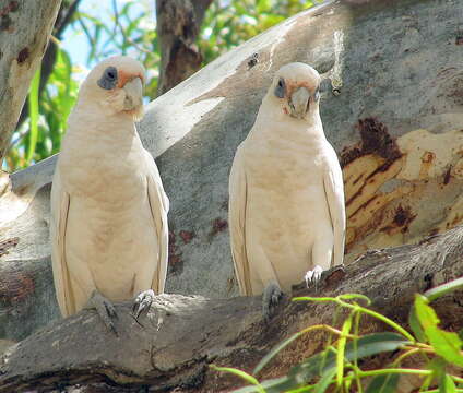 Image of Little Corella