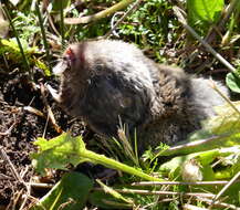 Image of Mole-rats