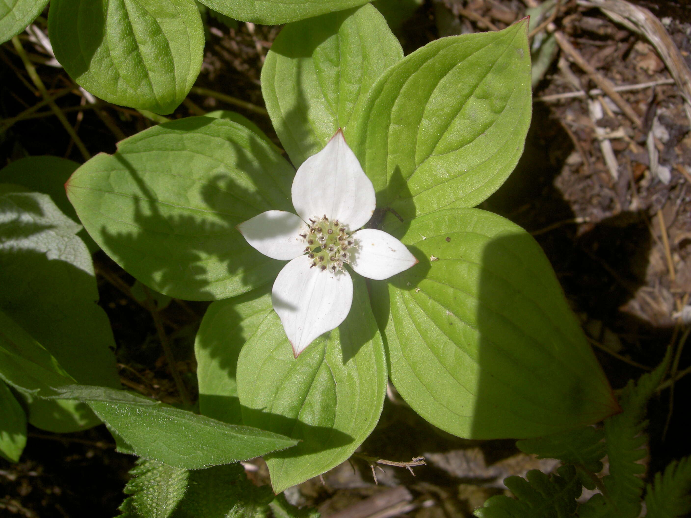 Image of bunchberry dogwood