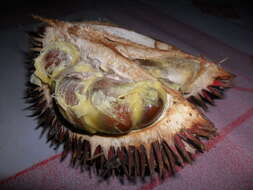 Image of Durio dulcis Becc.