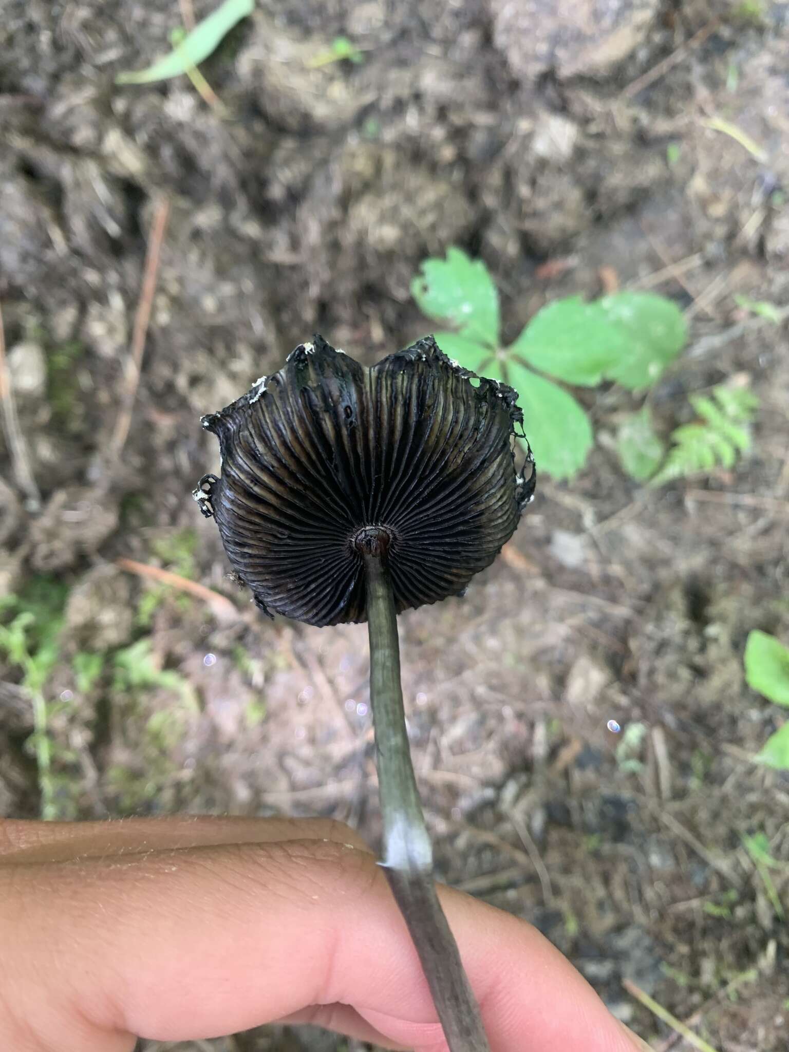 Image of Coprinus spadiceisporus Bogart 1976