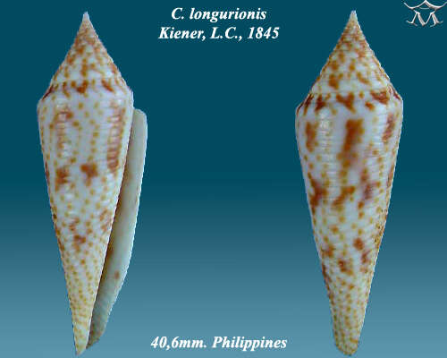 Image of Conasprella longurionis (Kiener 1847)