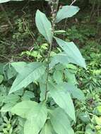 Image de Vernonia glauca (L.) Willd.