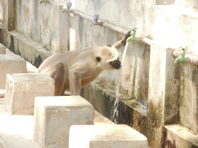 Image of Northern plains gray langur