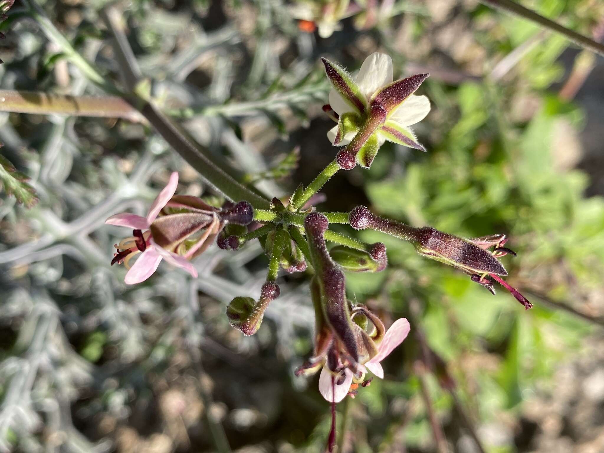 Image of Pelargonium laxum (Sweet) G. Don