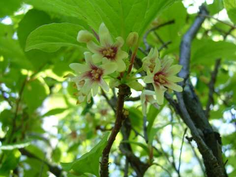 Imagem de Schisandra chinensis (Turcz.) Baill.