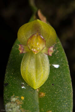 Image of Pleurothallis dorotheae Luer