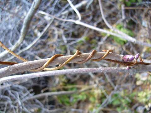 Imagem de Schisandra chinensis (Turcz.) Baill.