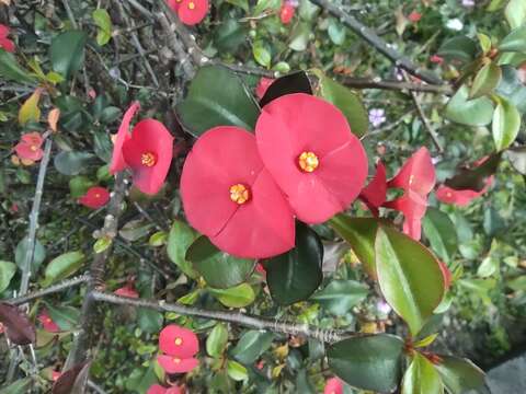 Image of Euphorbia geroldii Rauh