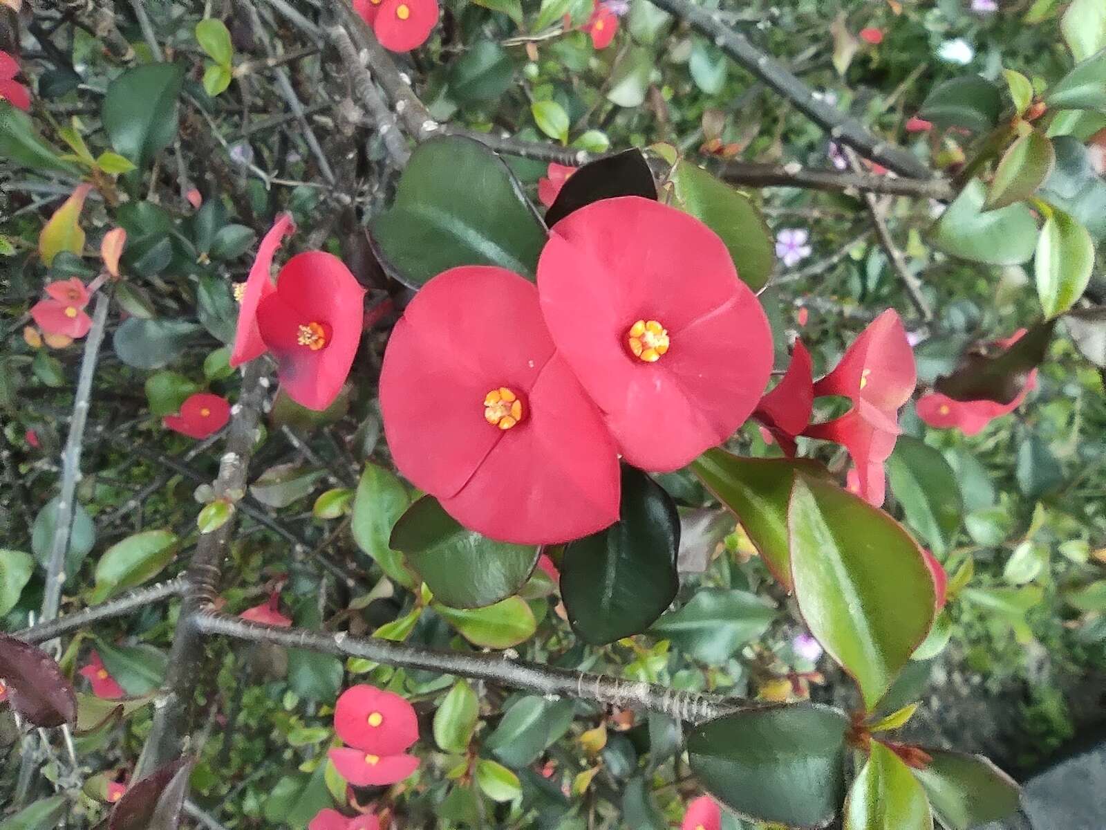 Euphorbia geroldii Rauh resmi