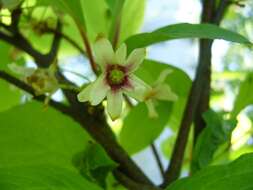 Image of Schisandra chinensis (Turcz.) Baill.