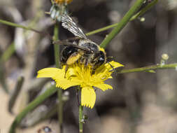 Andrena vulcana Dours 1873 resmi