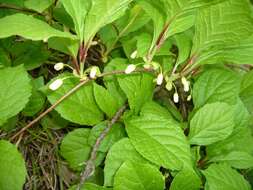 Image of Schisandra chinensis (Turcz.) Baill.