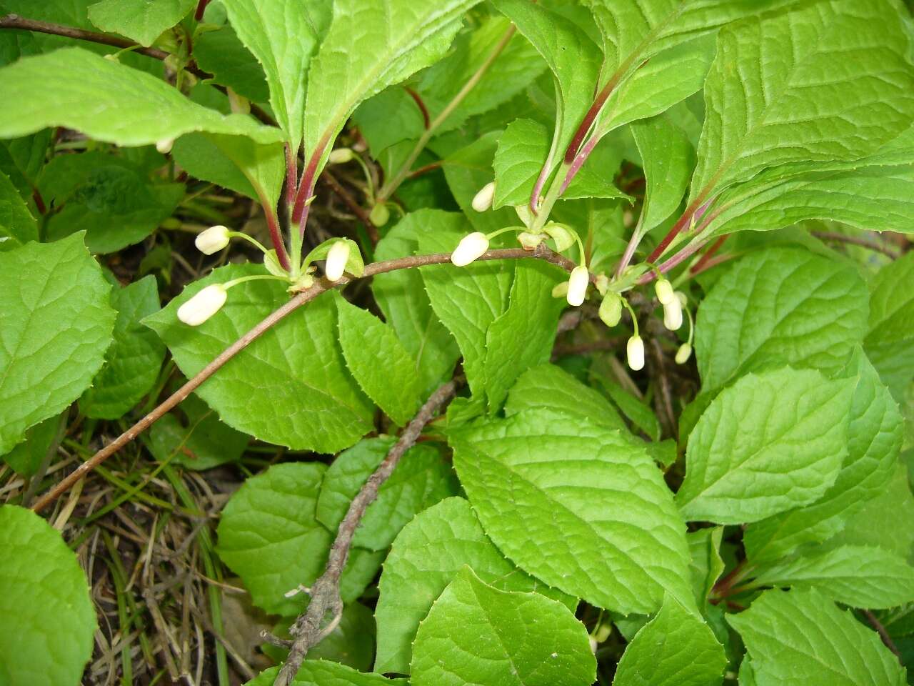 Image of Schisandra chinensis (Turcz.) Baill.