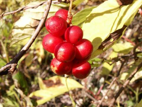 Imagem de Schisandra chinensis (Turcz.) Baill.