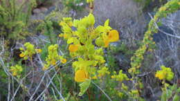 Image of Calceolaria collina Phil.