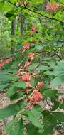 صورة Rhododendron prunifolium (Small) Millais