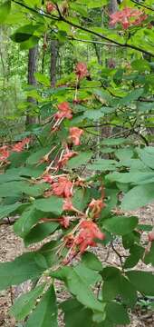 Image of plumleaf azalea