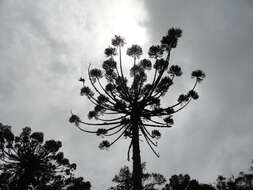 Image of Candelabra Tree