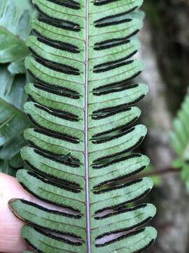 Sivun Pteris setulosocostulata Hayata kuva