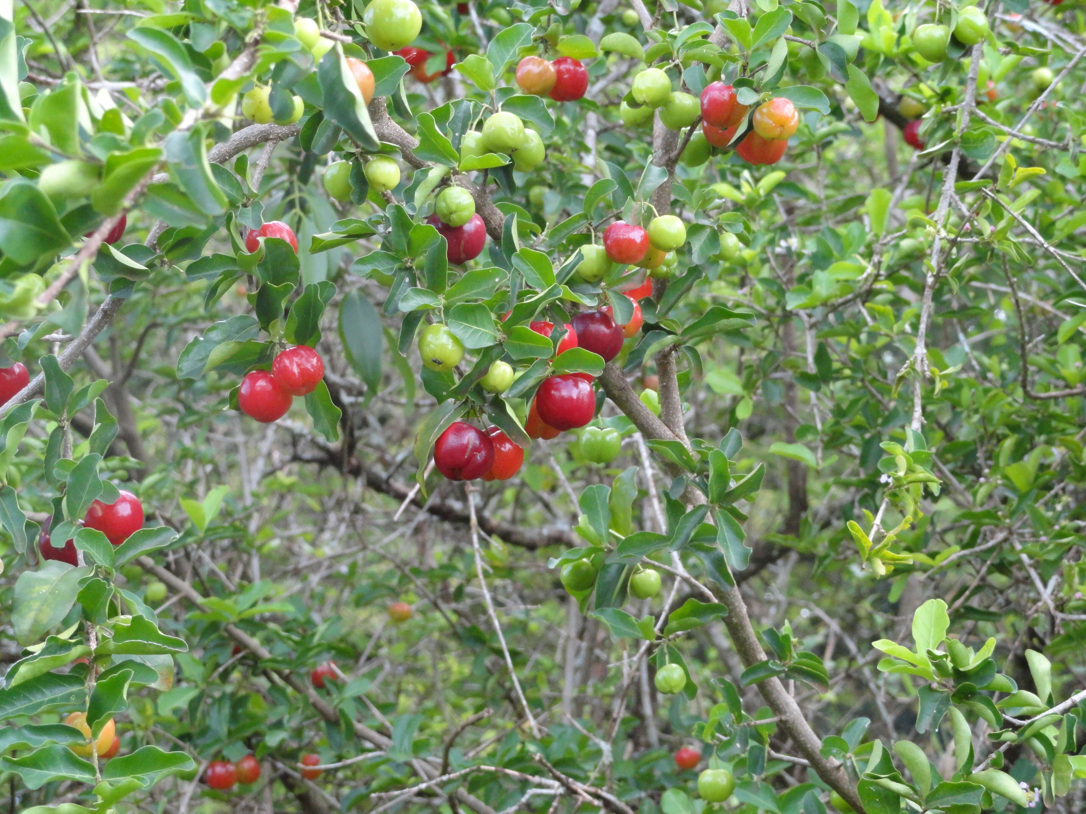 Imagem de Malpighia glabra L.