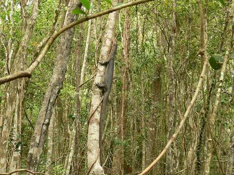 Image de Varan des mangroves