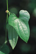 Image of Chinese yam