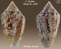 Image of Spiderweb Cone Snail