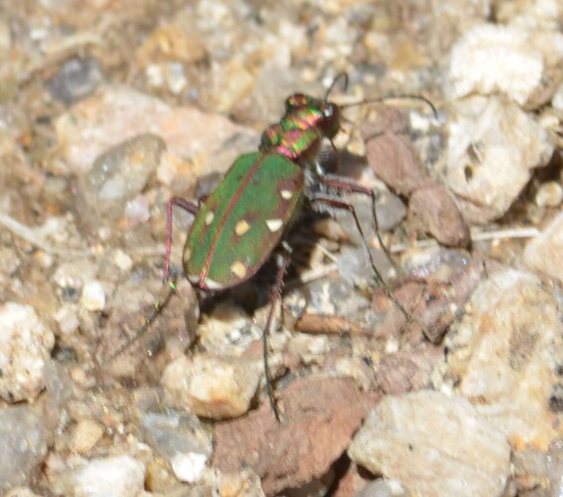 Image of Cicindela (Cicindela) maroccana maroccana Fabricius 1801