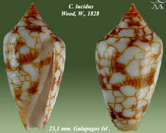 Image of Spiderweb Cone Snail