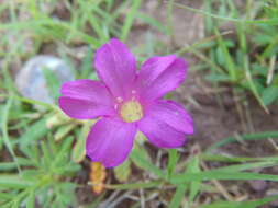 Image of Beach Peanut