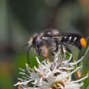 Image of Megachile ferox Smith 1879