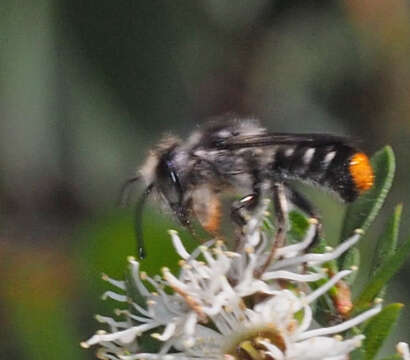 Image of Megachile ferox Smith 1879