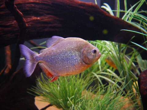 Image of Red-bellied piranha