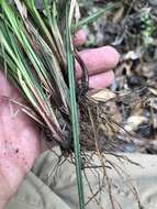 Image of White-Edge Sedge